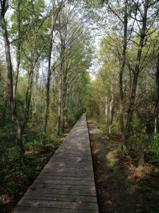 langer Holzsteg durch einen Wald als Beitragsbild für Wege - Artikel-Reihe